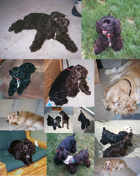 Collage of dog pictures